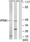 IPMK Antibody (aa311-360)